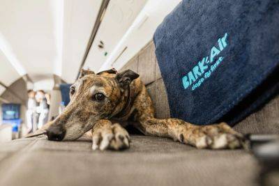 Bark Air promises a first-class ride for your pet — for a hefty fee - thepointsguy.com - Los Angeles - New York - city London - city New York