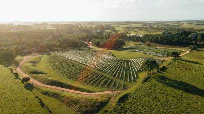 Uruguay's Punta del Este Has Quietly Become South America's Most Exciting Wine Destination - cntraveler.com - Switzerland - Usa - Brazil - Chile - Uruguay - Argentina - Iran