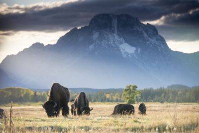 9 amazing places to visit in Wyoming for big nature, outdoor adventure and cool towns - lonelyplanet.com - county Hot Spring - state Oregon - county Lake - state Wyoming - county Yellowstone - city Jackson - city Good - county Teton
