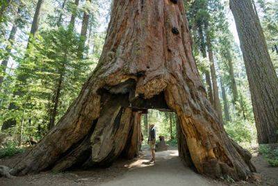 A first-timer's guide to Sequoia National Park - lonelyplanet.com - state Nevada - state California - Washington - county Sierra