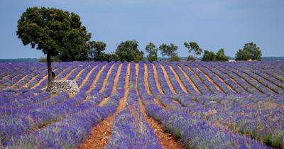 Delighting in the Lavender Fields of Central Spain - nytimes.com - Spain - France - Usa - city Madrid