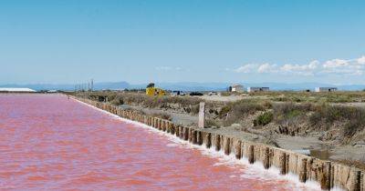 Roam With Cowboys and Flamingos in France’s Wild, Wild South - nytimes.com - France