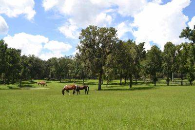 This Florida City Is Home to the Largest Spring in the US — and It's Nicknamed the 'Horse Capital of the World' - travelandleisure.com - Usa - county Park - city Orlando - state Florida - city Gainesville - city Santos - state Kentucky - county Marion