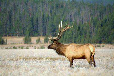 Yellowstone National Park Warns Visitors to Keep Their Distance from Elk During Upcoming Mating Season - travelandleisure.com - county Hot Spring - county Yellowstone