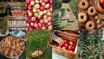 The Best Apple Picking Near New York City - cntraveler.com - city New York - Jersey