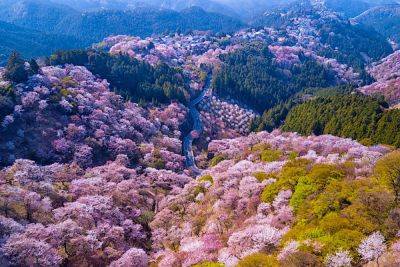 This Private Helicopter Tour Is the Most Luxurious Way to Enjoy Japan's Cherry Blossom Season - matadornetwork.com - Japan - region Kansai