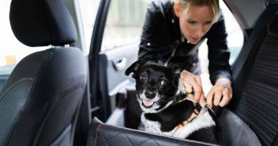 Your Dog Should Be Wearing a Seatbelt on Road Trips. Here's Why - matadornetwork.com - Britain - Usa - state California - city Columbia, Britain