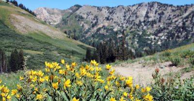 Everything You Need to Know About Salt Lake City’s Insane Wildflower Season - matadornetwork.com - city Salt Lake City - state Utah