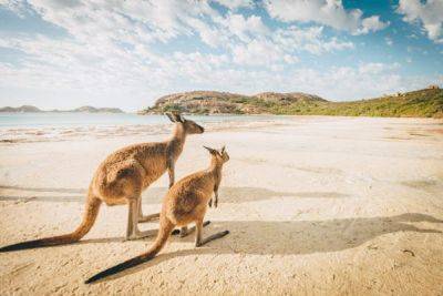 The cutest animals in Australia and where to find them - lonelyplanet.com - Australia - county Park - Victoria, county Park - city Canberra